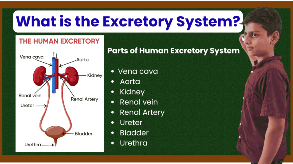 What is the Excretory System?