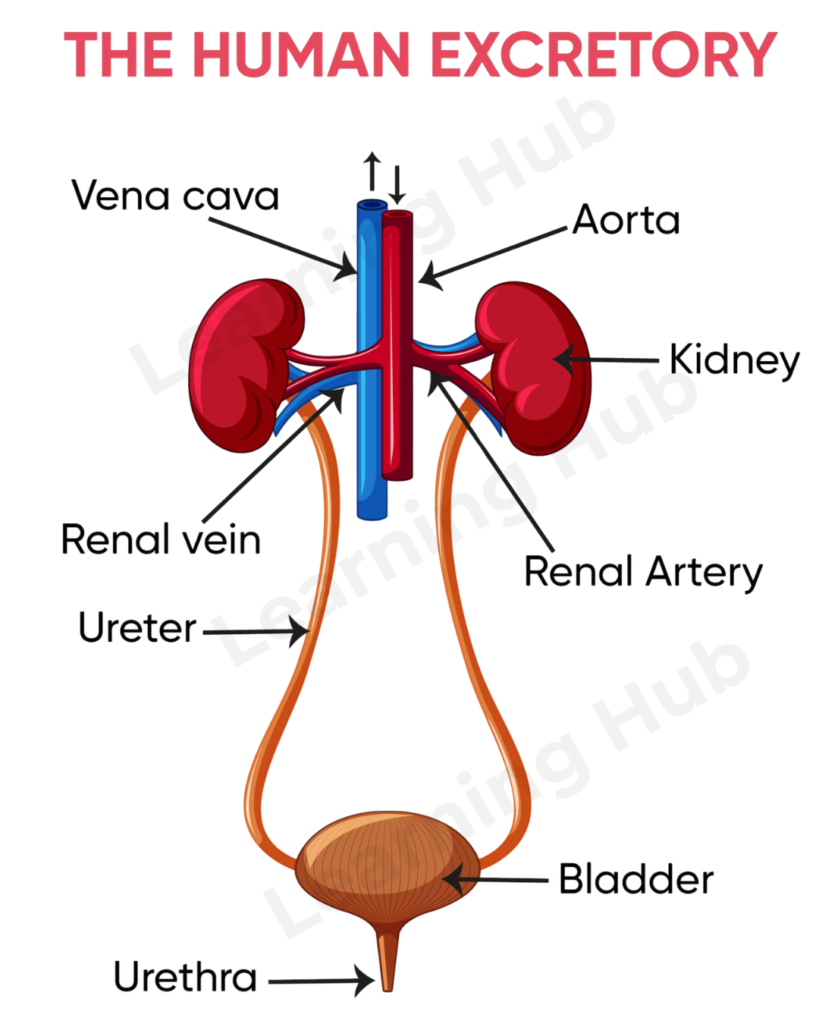  Human Excretory System in Easy Language 

